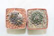 Turbinicarpus panarottoi + bonatzii 