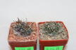 Turbinicarpus panarottoi + bonatzii  (3)