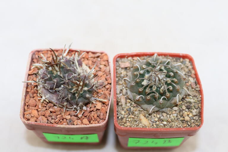 Turbinicarpus panarottoi + bonatzii  (2)