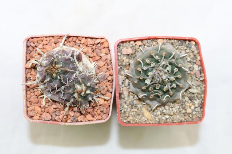 Turbinicarpus panarottoi + bonatzii 