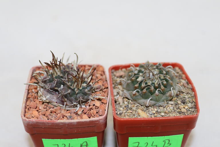 Turbinicarpus panarottoi + bonatzii  (3)