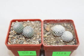 Turbinicarpus pseudopectinatus + valdezianus = Two Heads