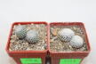 Turbinicarpus pseudopectinatus + valdezianus = Two Heads