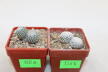 Turbinicarpus pseudopectinatus + valdezianus = Two Heads (2)