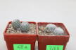 Turbinicarpus pseudopectinatus + valdezianus = Two Heads (3)