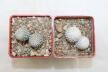 Turbinicarpus pseudopectinatus + valdezianus = Two Heads (4)