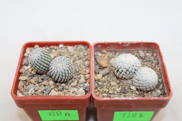 Turbinicarpus pseudopectinatus + valdezianus = Two Heads