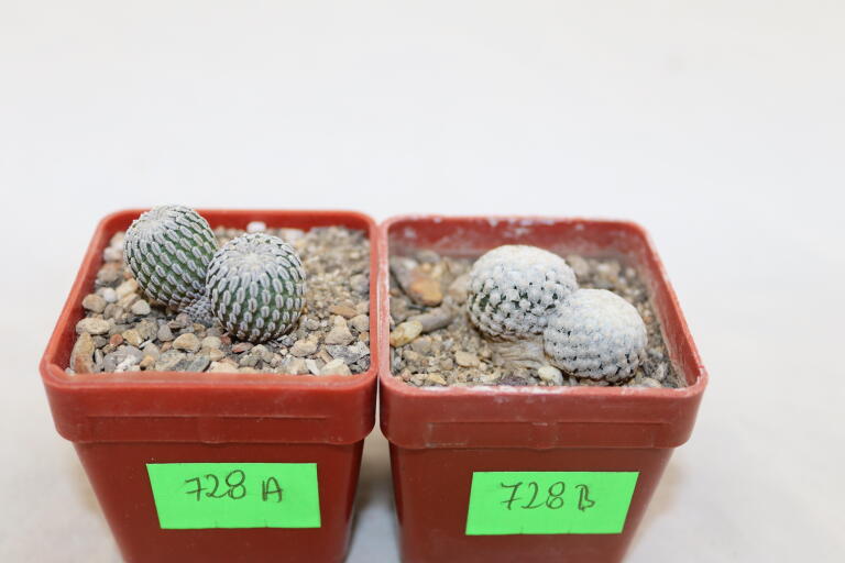 Turbinicarpus pseudopectinatus + valdezianus = Two Heads (2)
