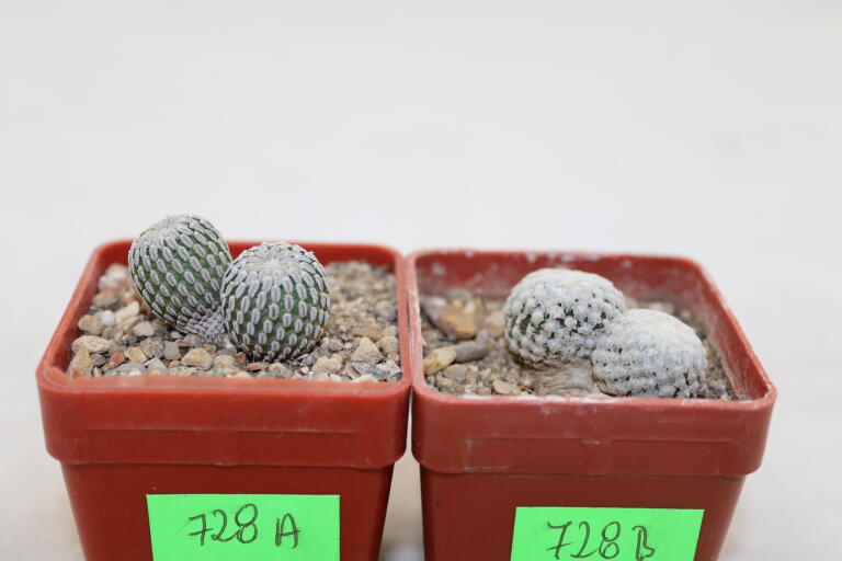 Turbinicarpus pseudopectinatus + valdezianus = Two Heads (3)
