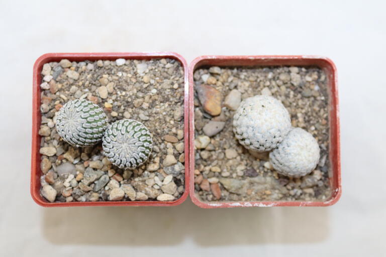 Turbinicarpus pseudopectinatus + valdezianus = Two Heads (4)