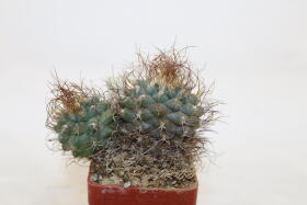 Turbinicarpus pseudomacrochele 16 Years