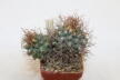 Turbinicarpus pseudomacrochele 16 Years (2)