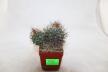 Turbinicarpus pseudomacrochele 16 Years (3)