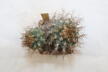 Turbinicarpus pseudomacrochele 16 Years (4)
