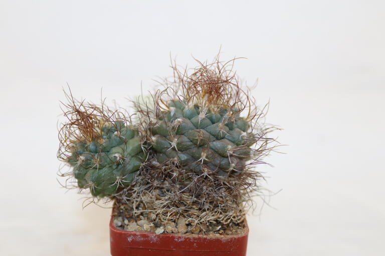 Turbinicarpus pseudomacrochele 16 Years