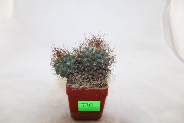 Turbinicarpus pseudomacrochele 16 Years (3)