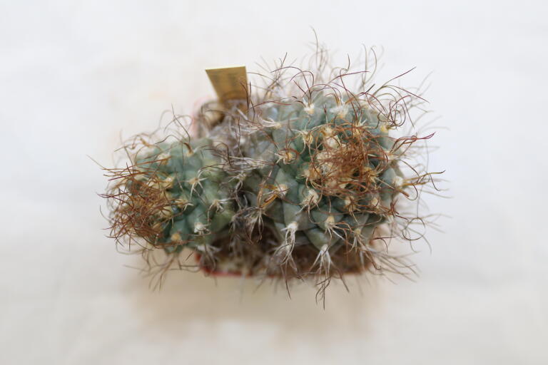 Turbinicarpus pseudomacrochele 16 Years (4)