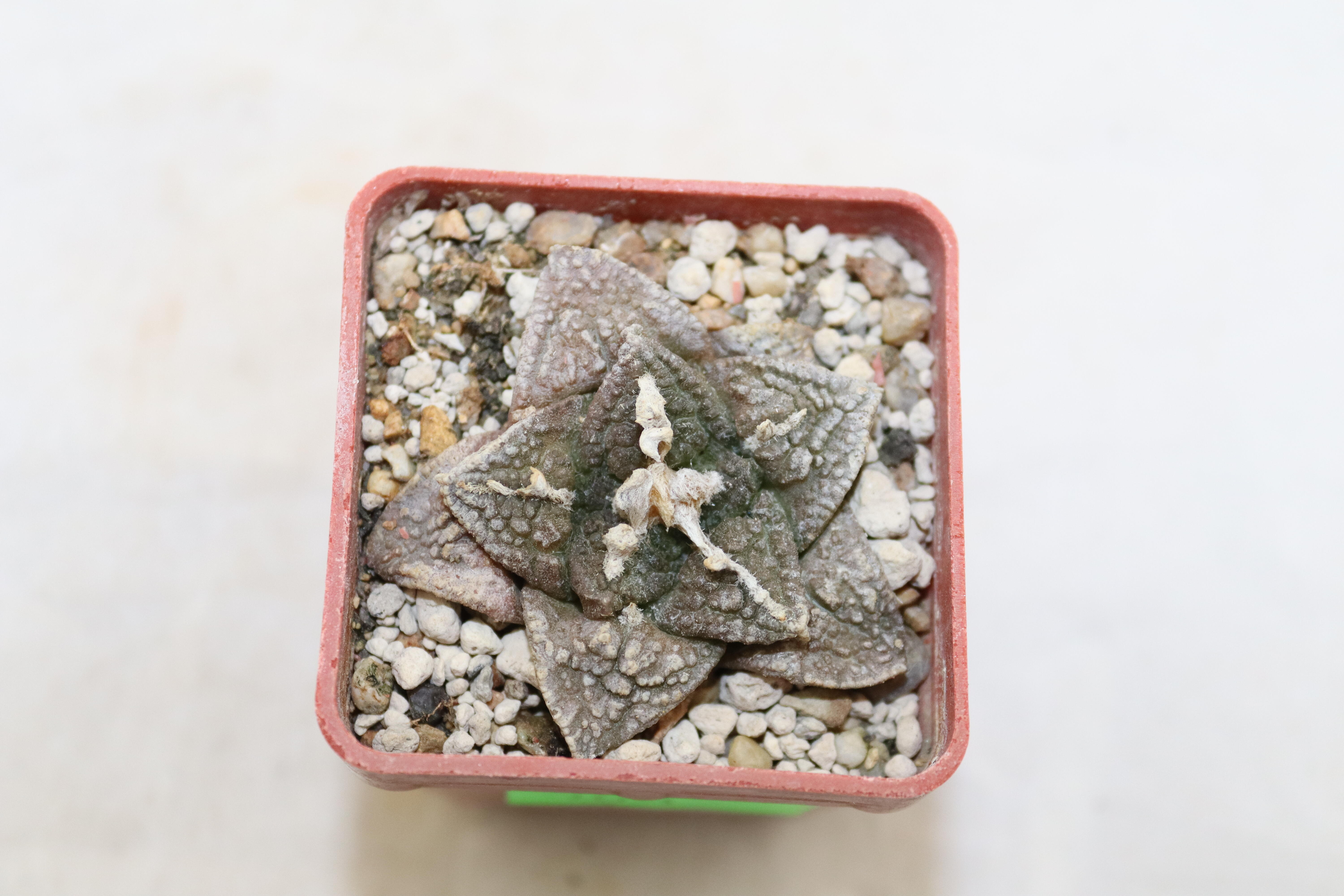 Ariocarpus fissuratus KMR 92 C (3)