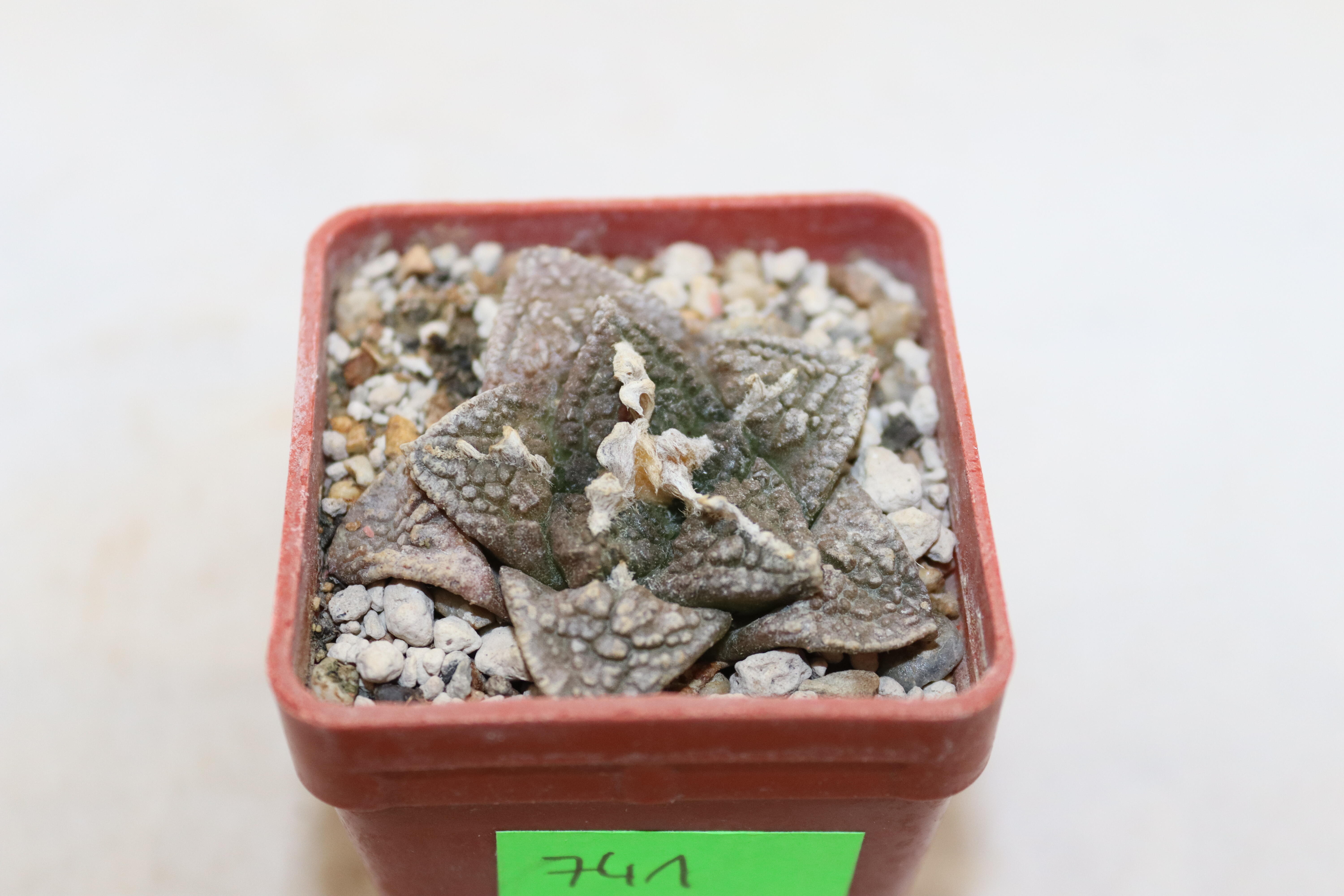 Ariocarpus fissuratus KMR 92 C (2)