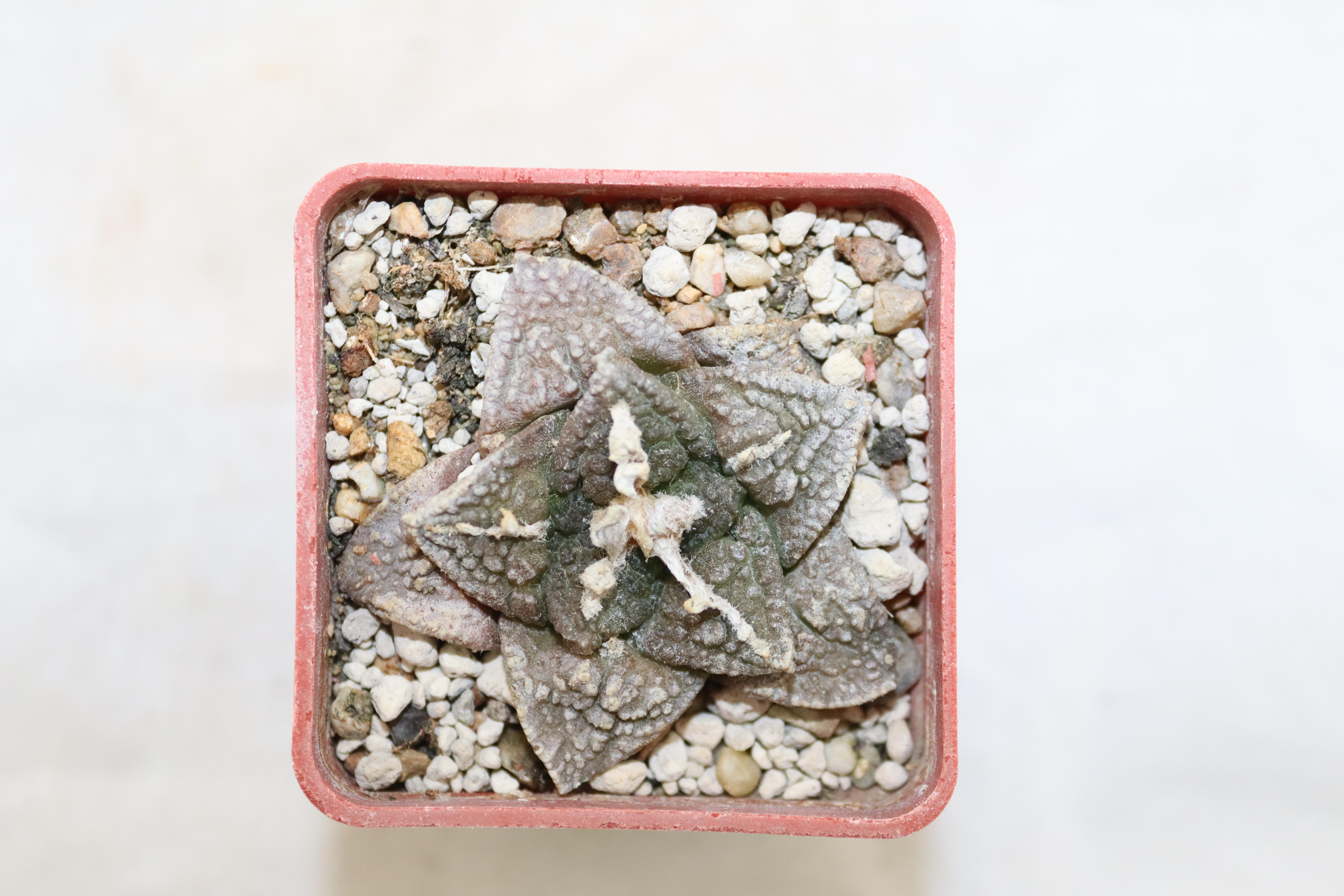Ariocarpus fissuratus KMR 92 C