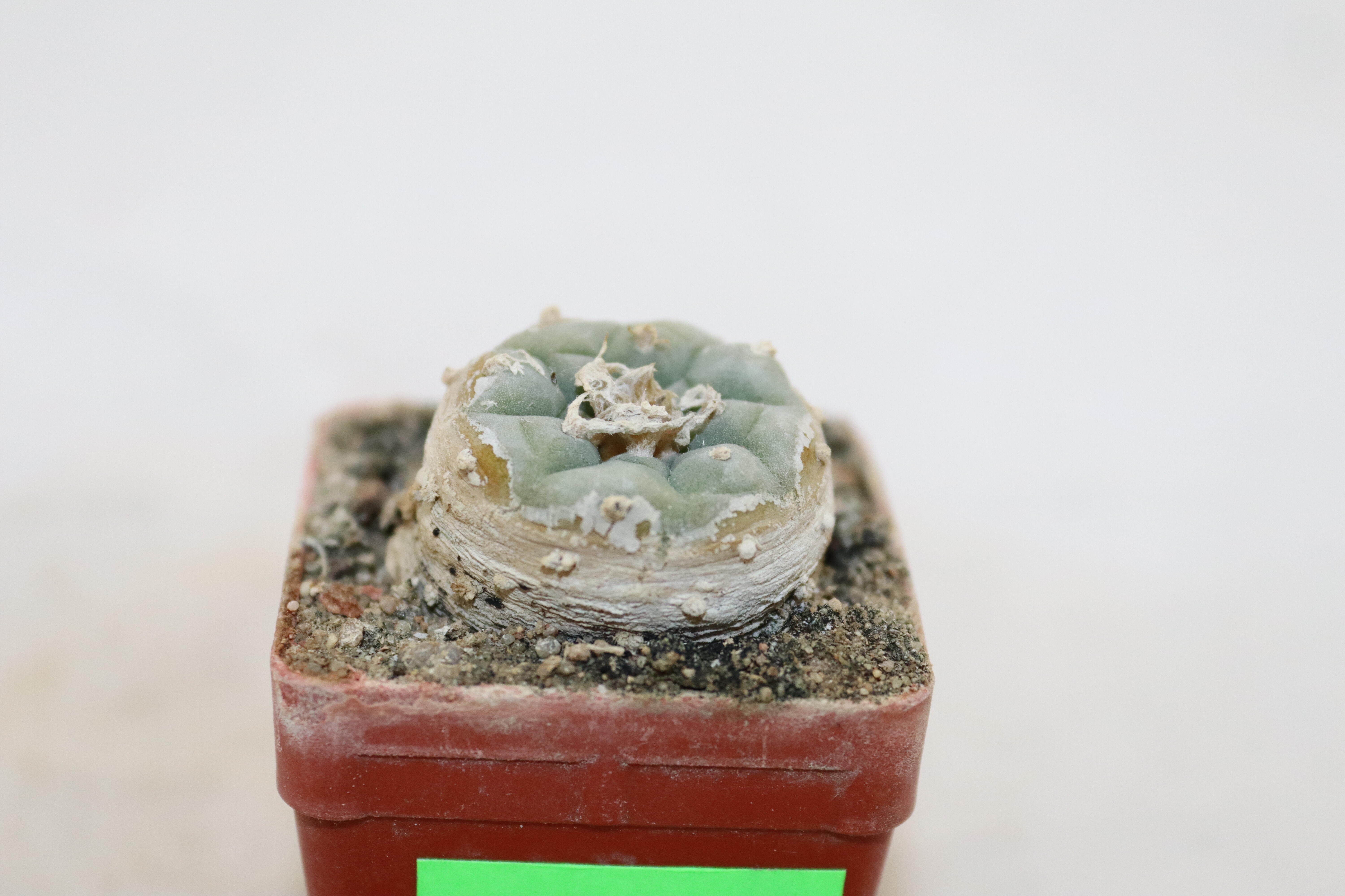Lophophora fricii IDD 244 Viesca (2)