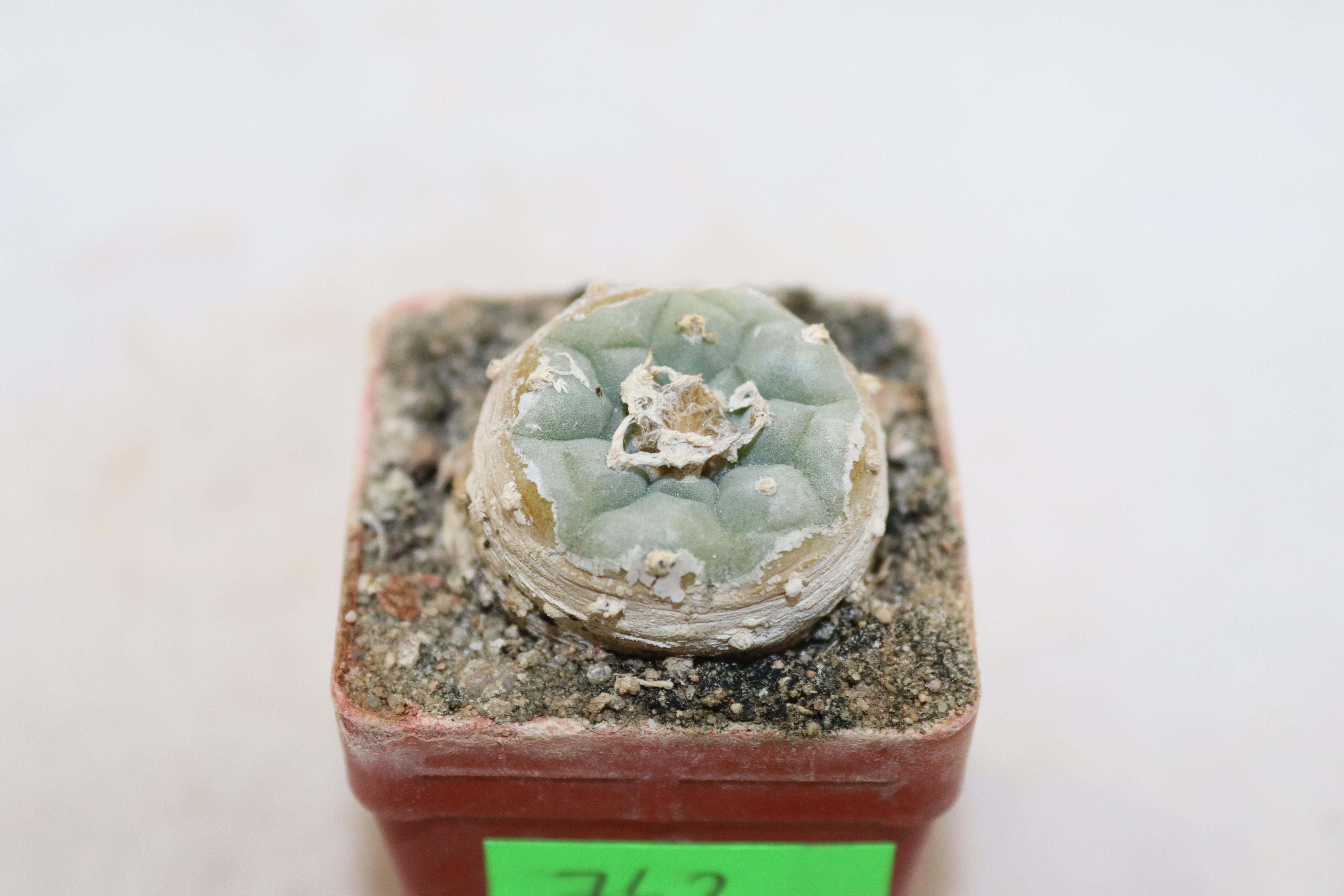 Lophophora fricii IDD 244 Viesca (4)