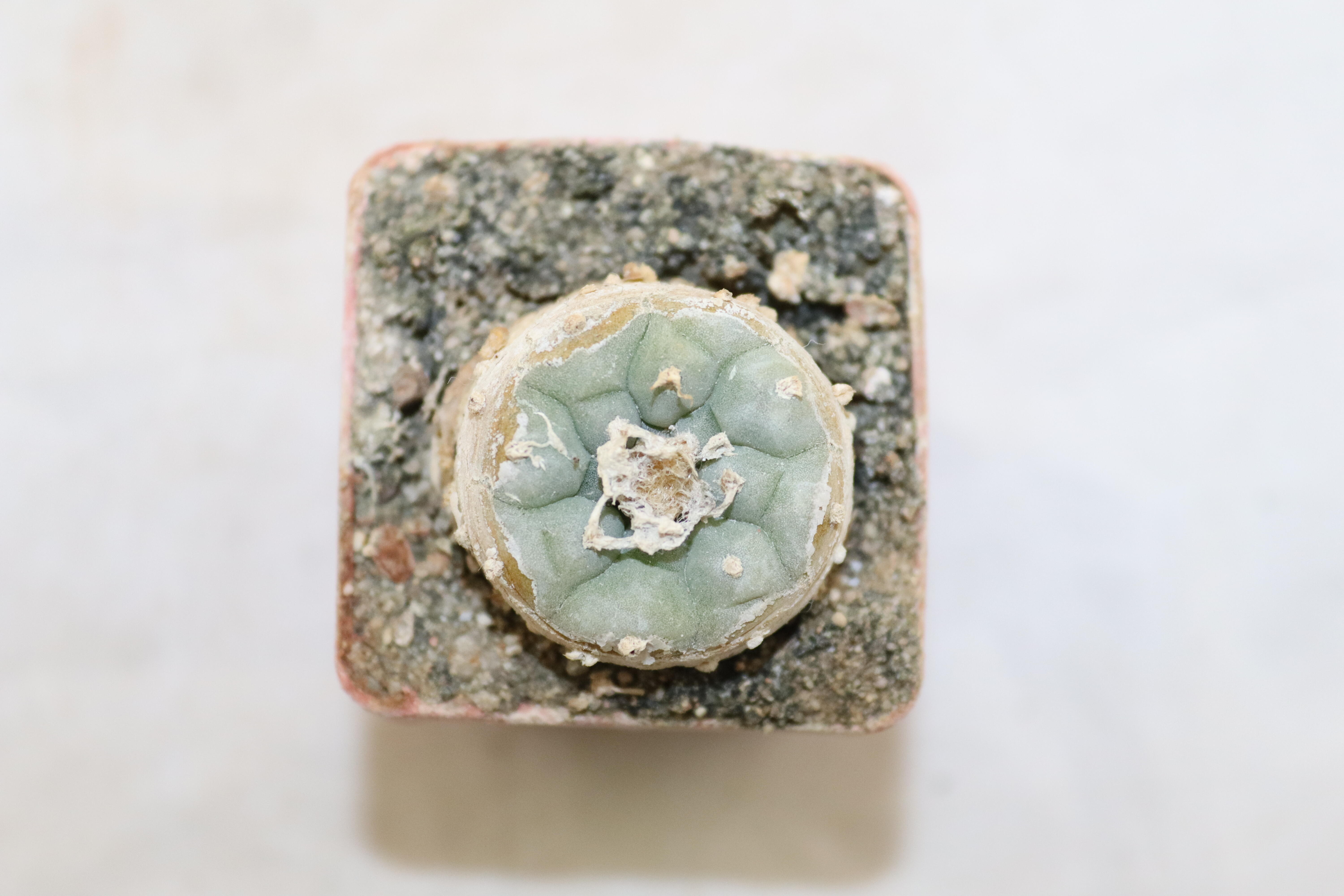 Lophophora fricii IDD 244 Viesca (3)
