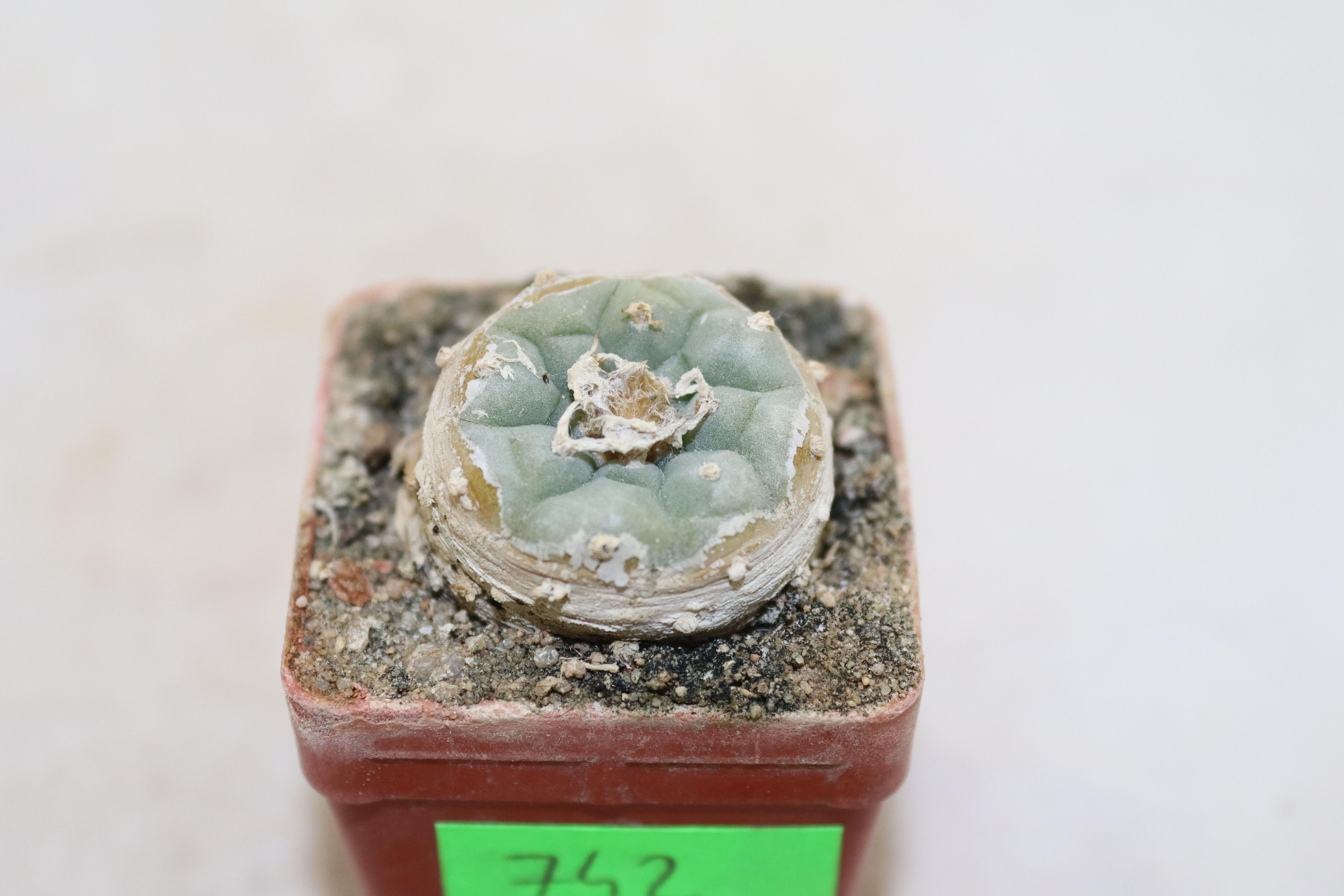 Lophophora fricii IDD 244 Viesca
