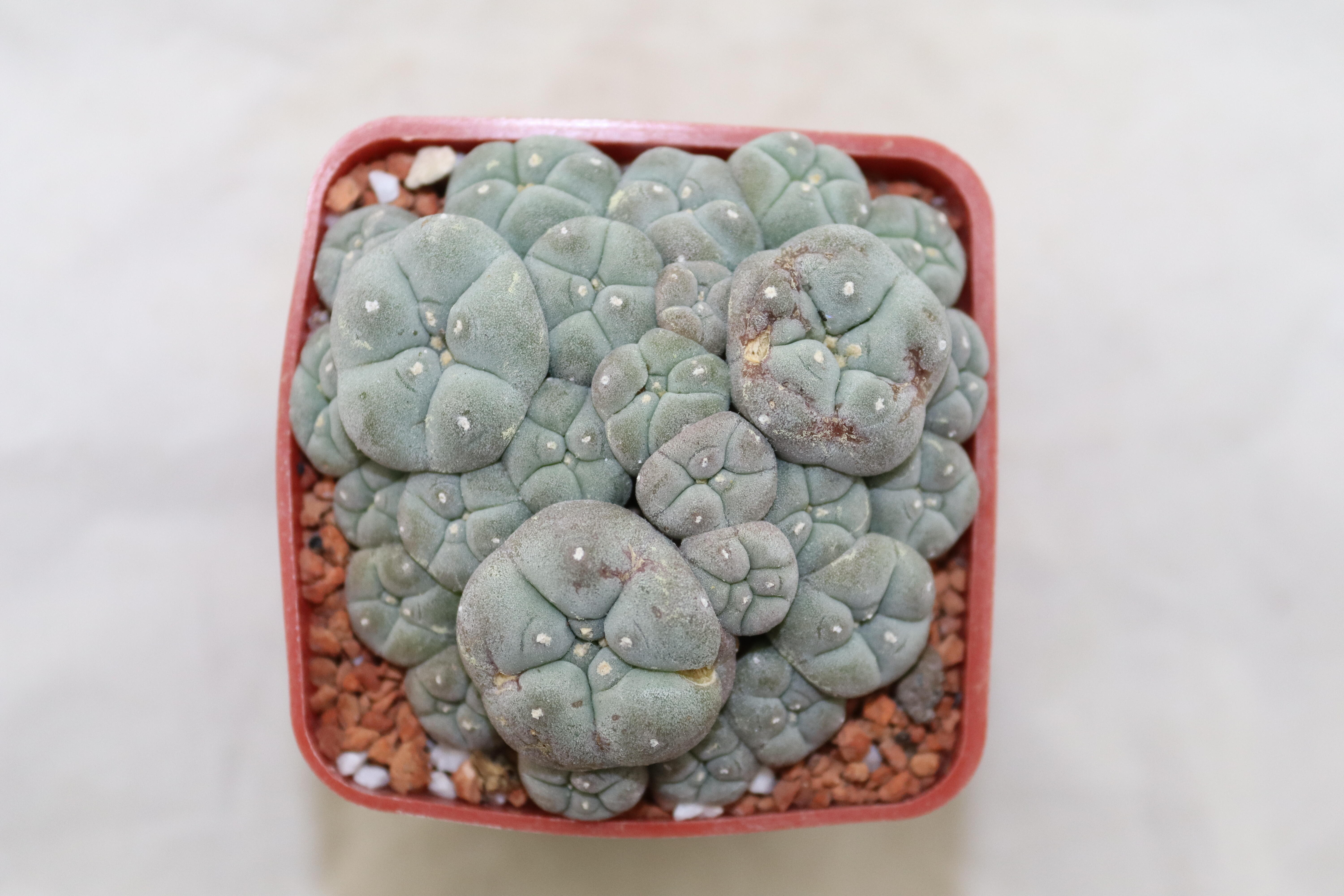 Lophophora caespitosa form with small heads (similar ol'pupper)