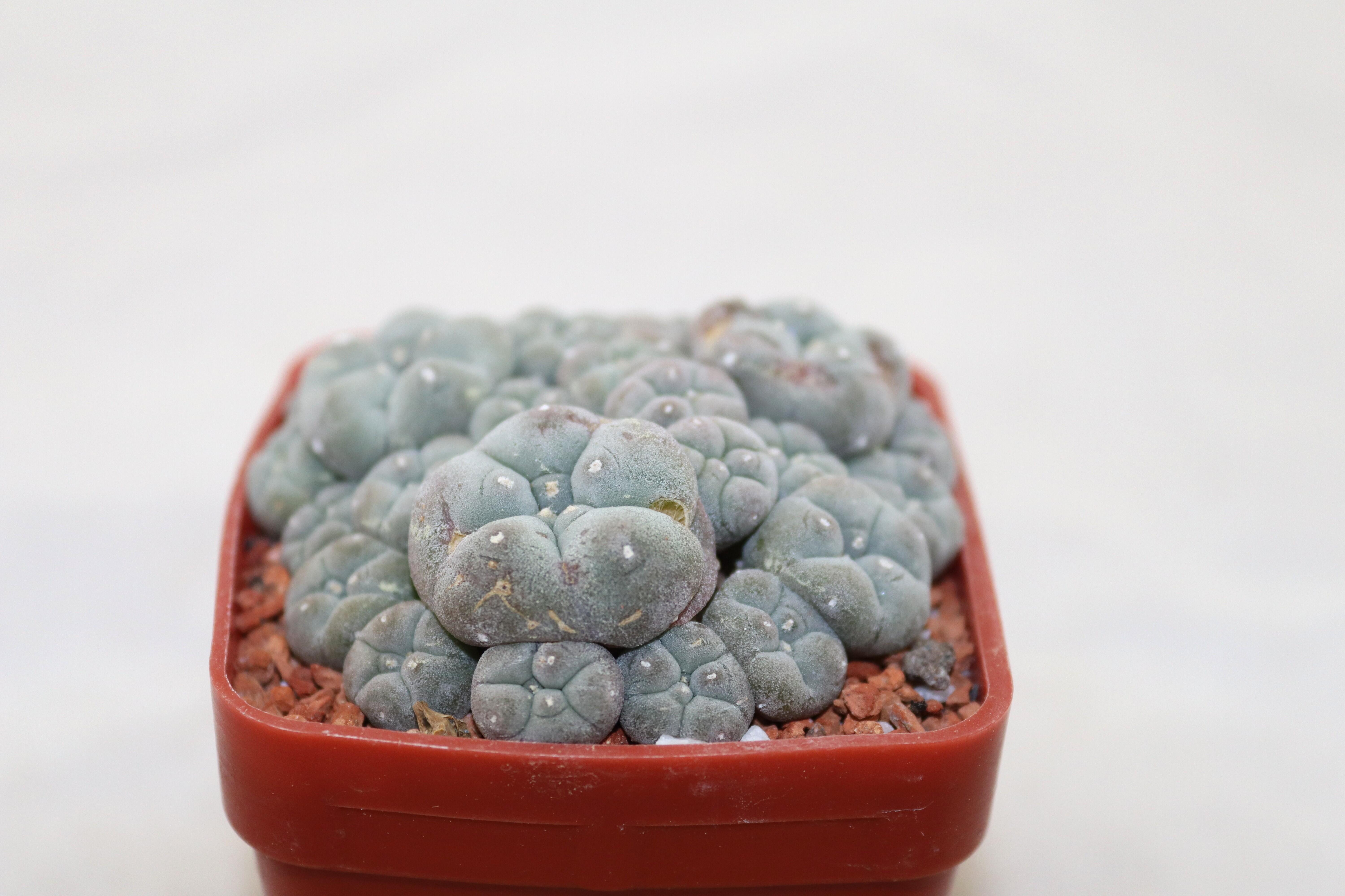 Lophophora caespitosa form with small heads (similar ol'pupper) (5)