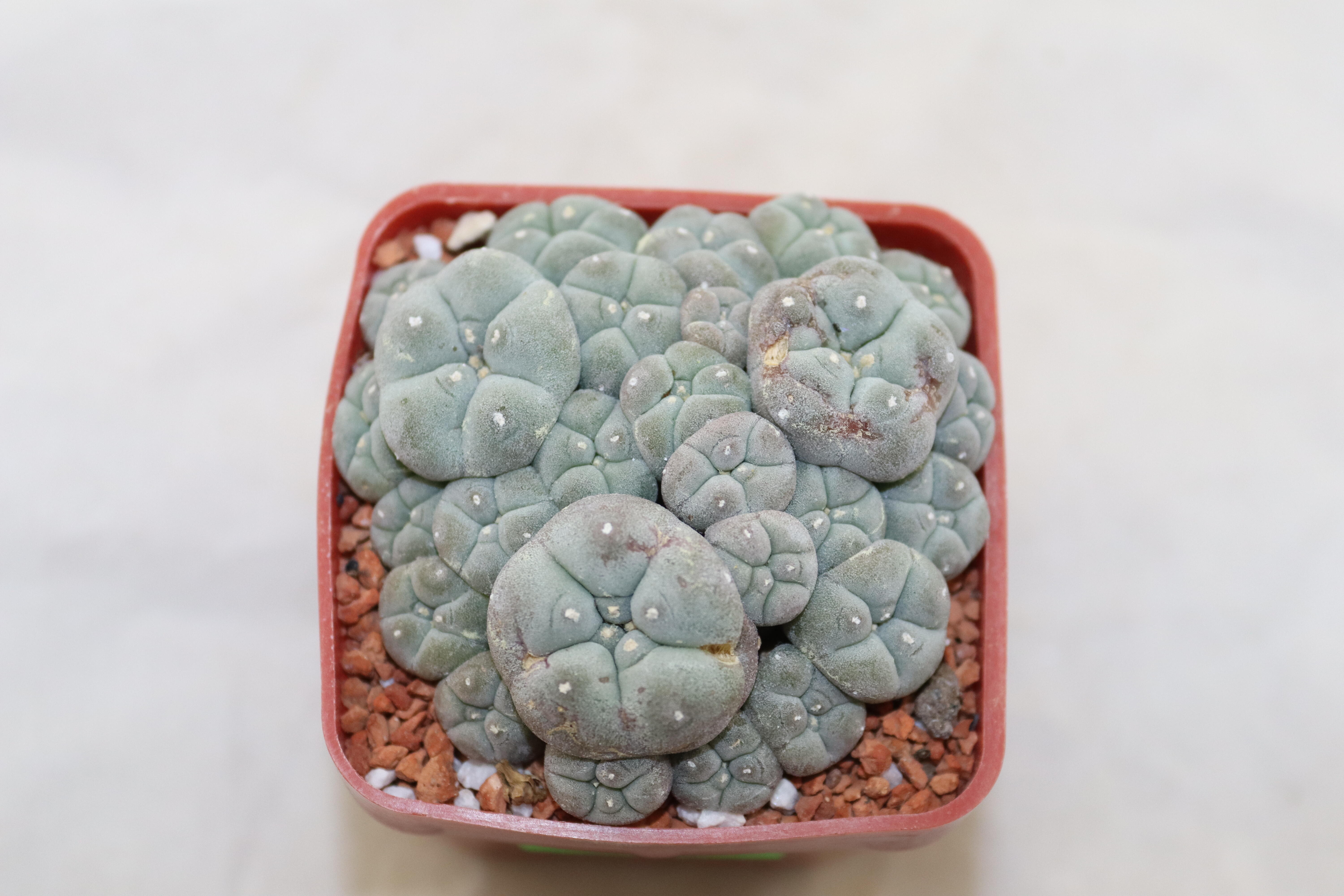 Lophophora caespitosa form with small heads (similar ol'pupper) (2)