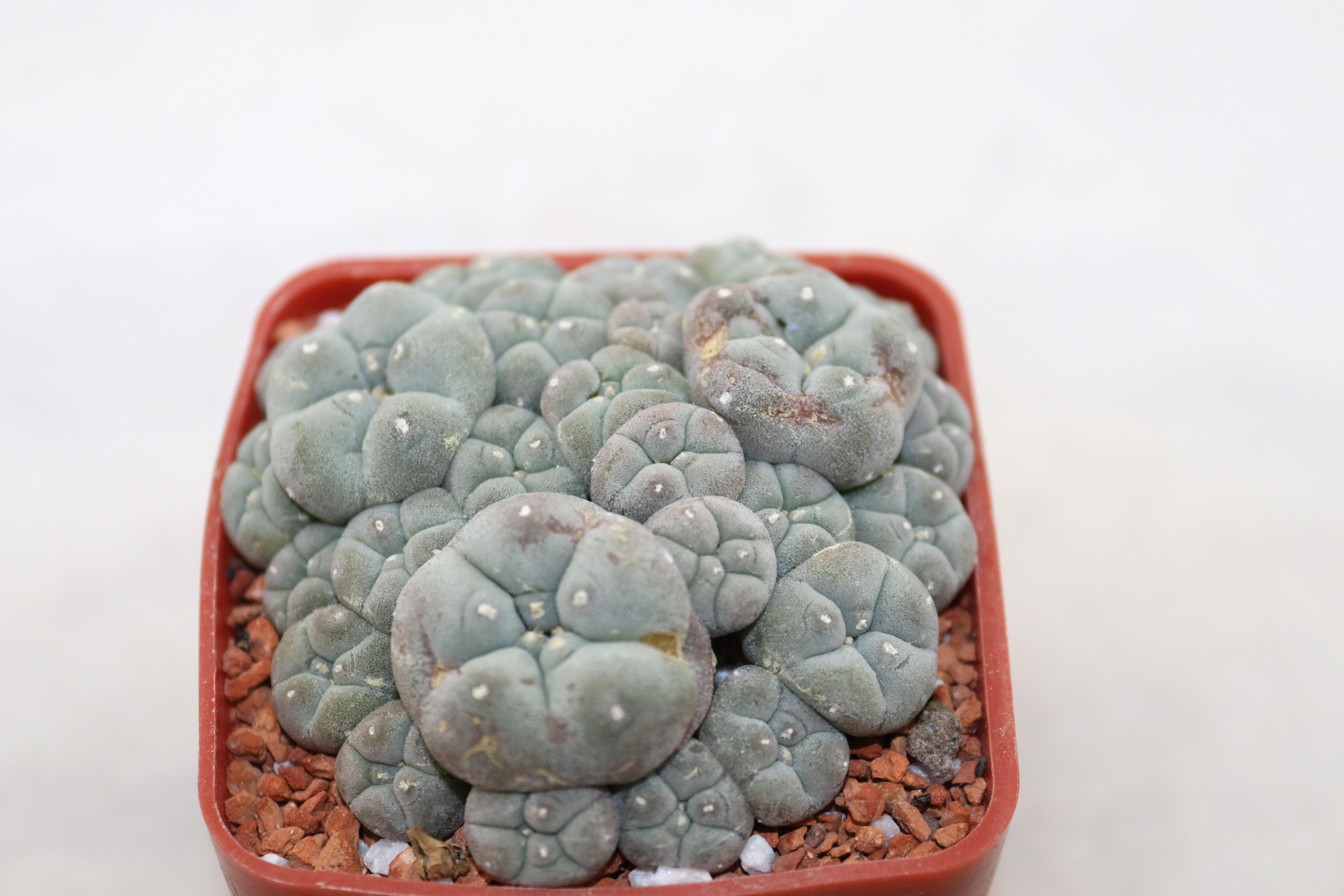 Lophophora caespitosa form with small heads (similar ol'pupper) (4)