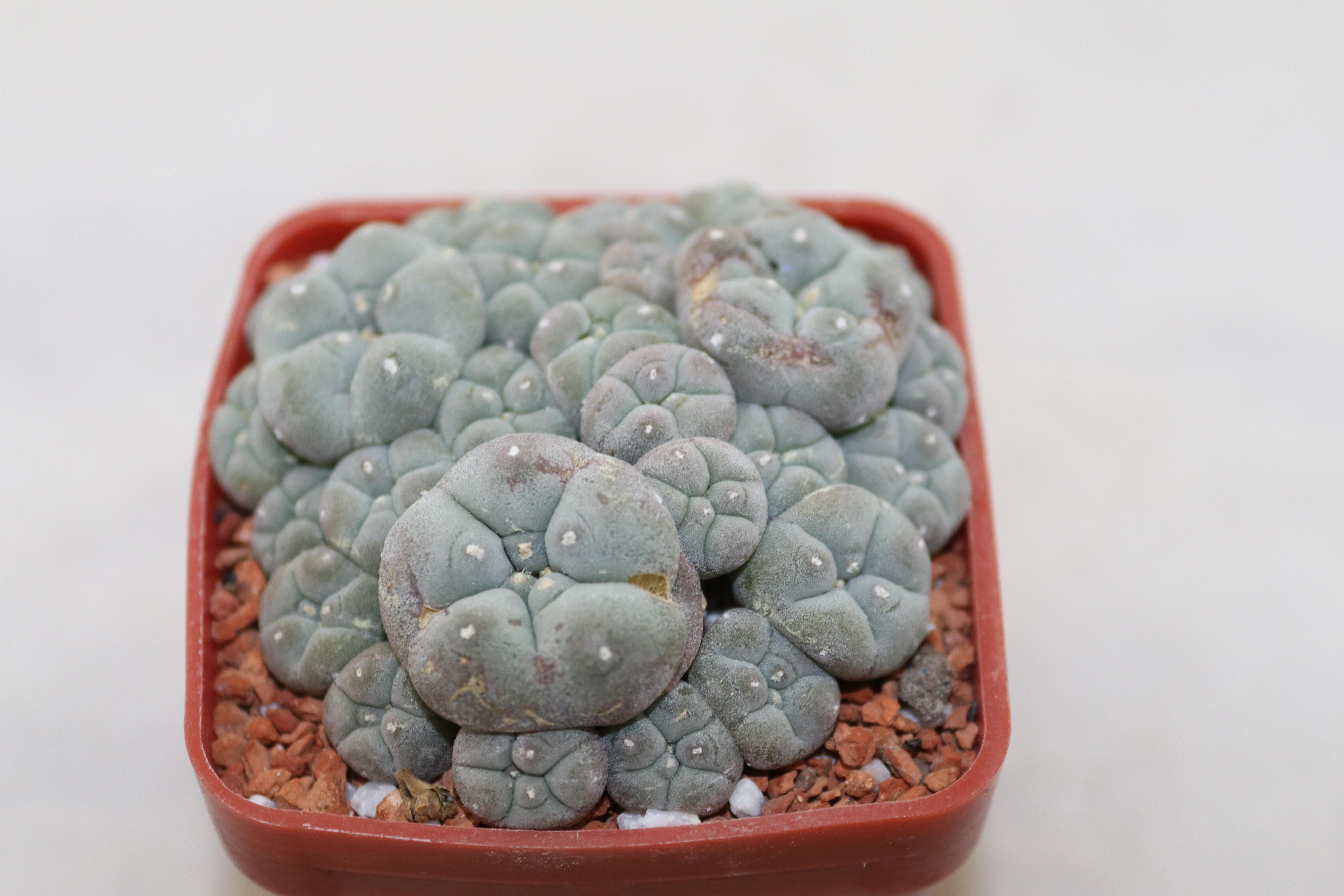 Lophophora caespitosa form with small heads (similar ol'pupper) (3)