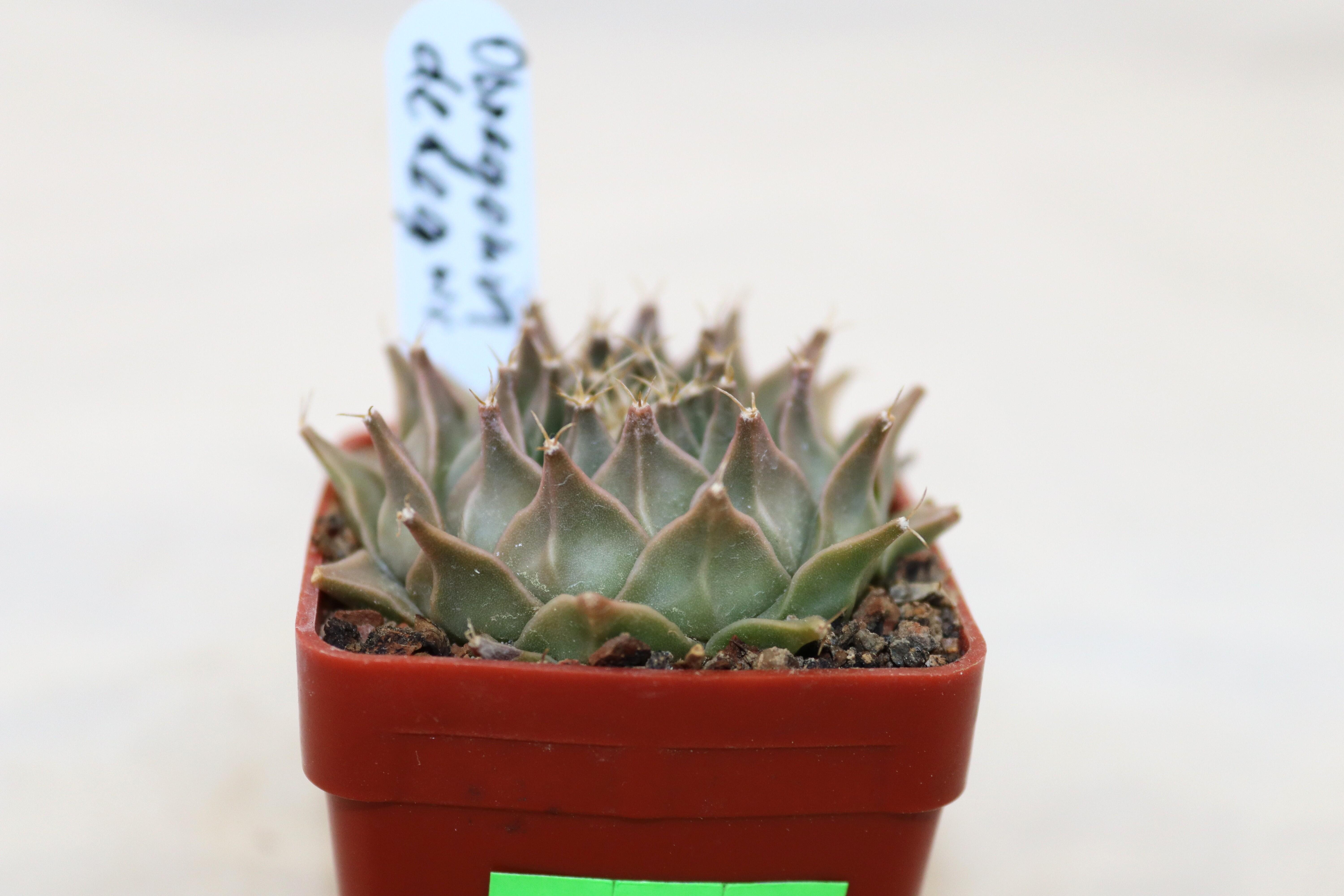 Obregonia denegrii  (4)