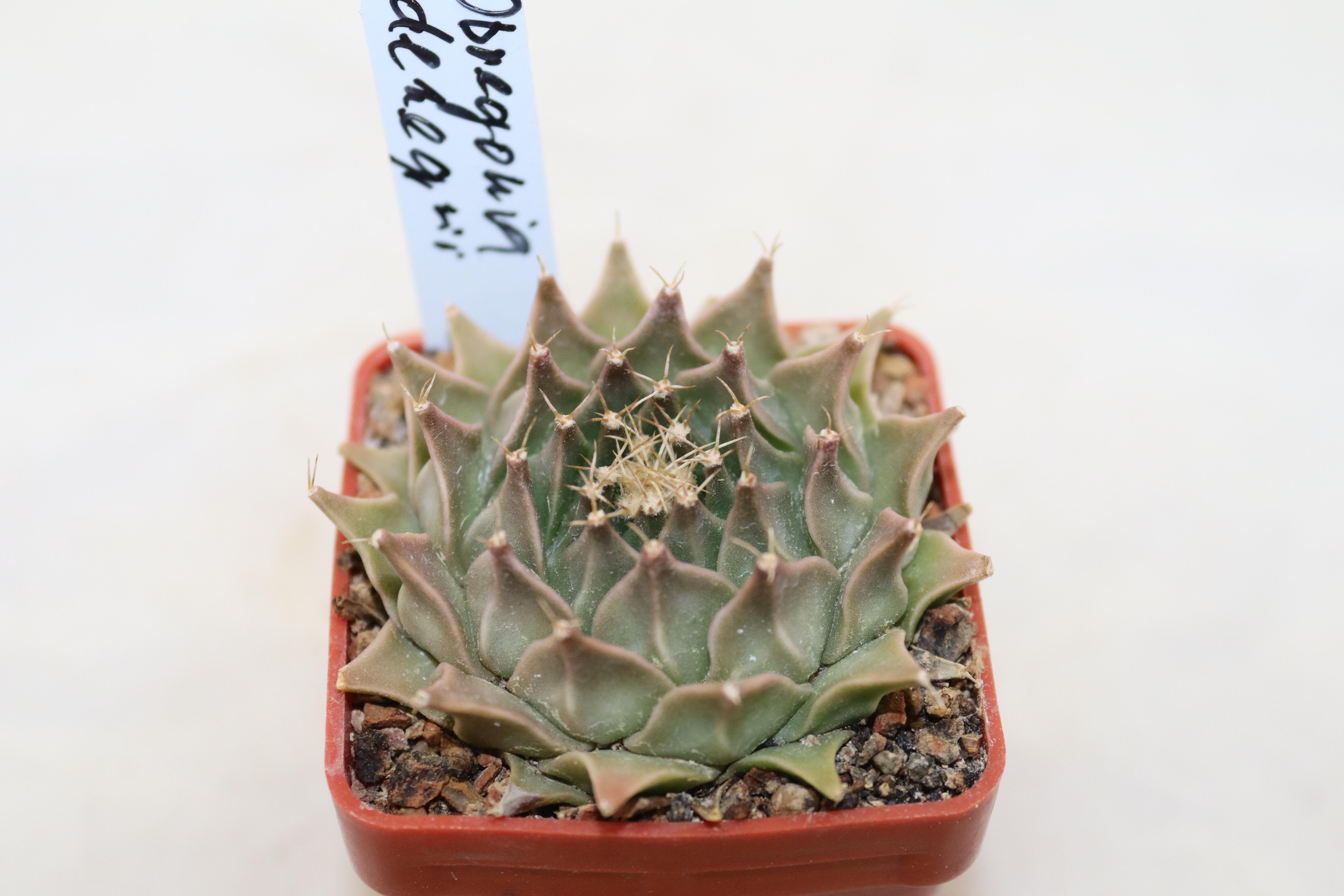 Obregonia denegrii  (2)
