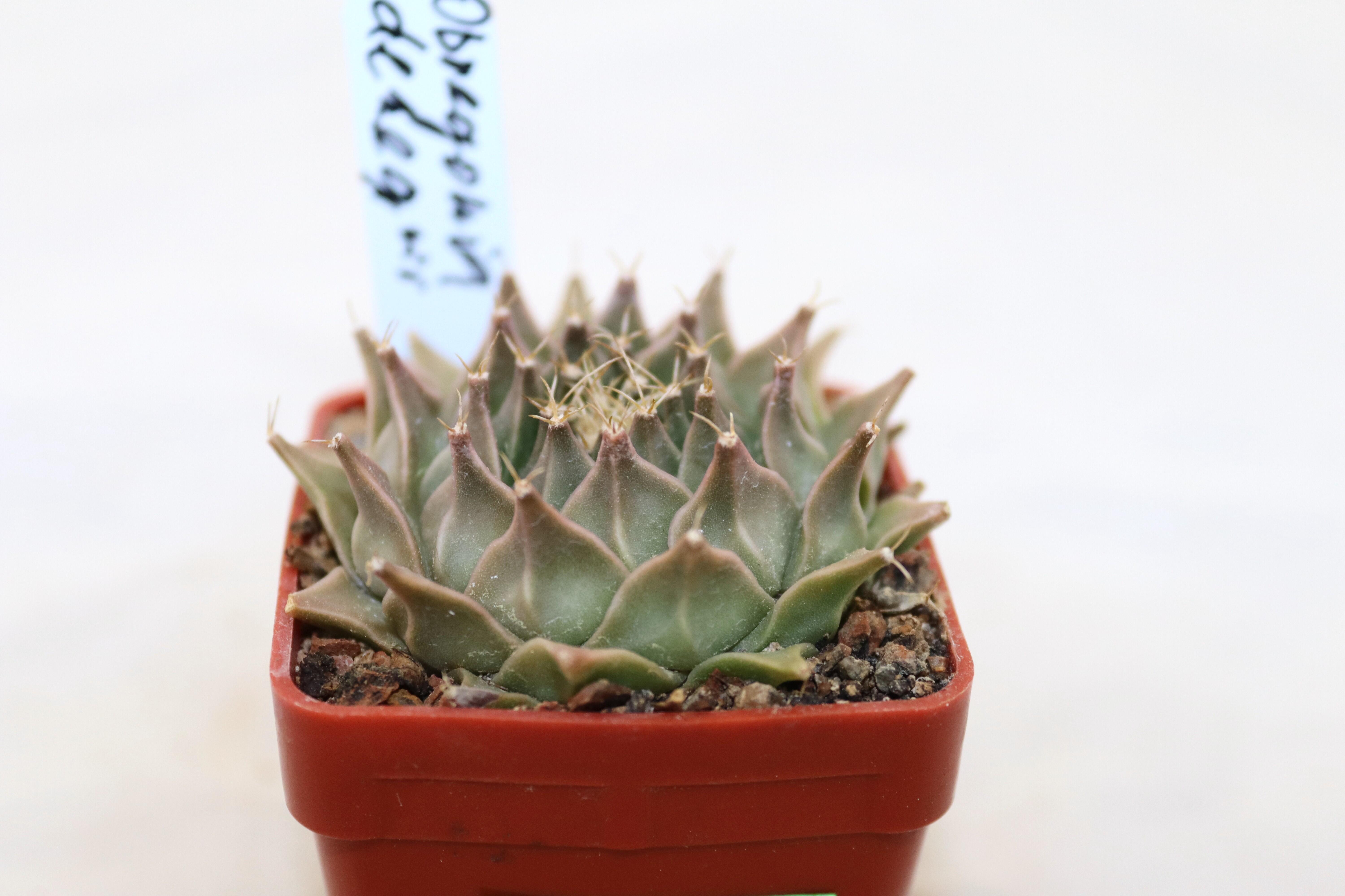 Obregonia denegrii  (3)