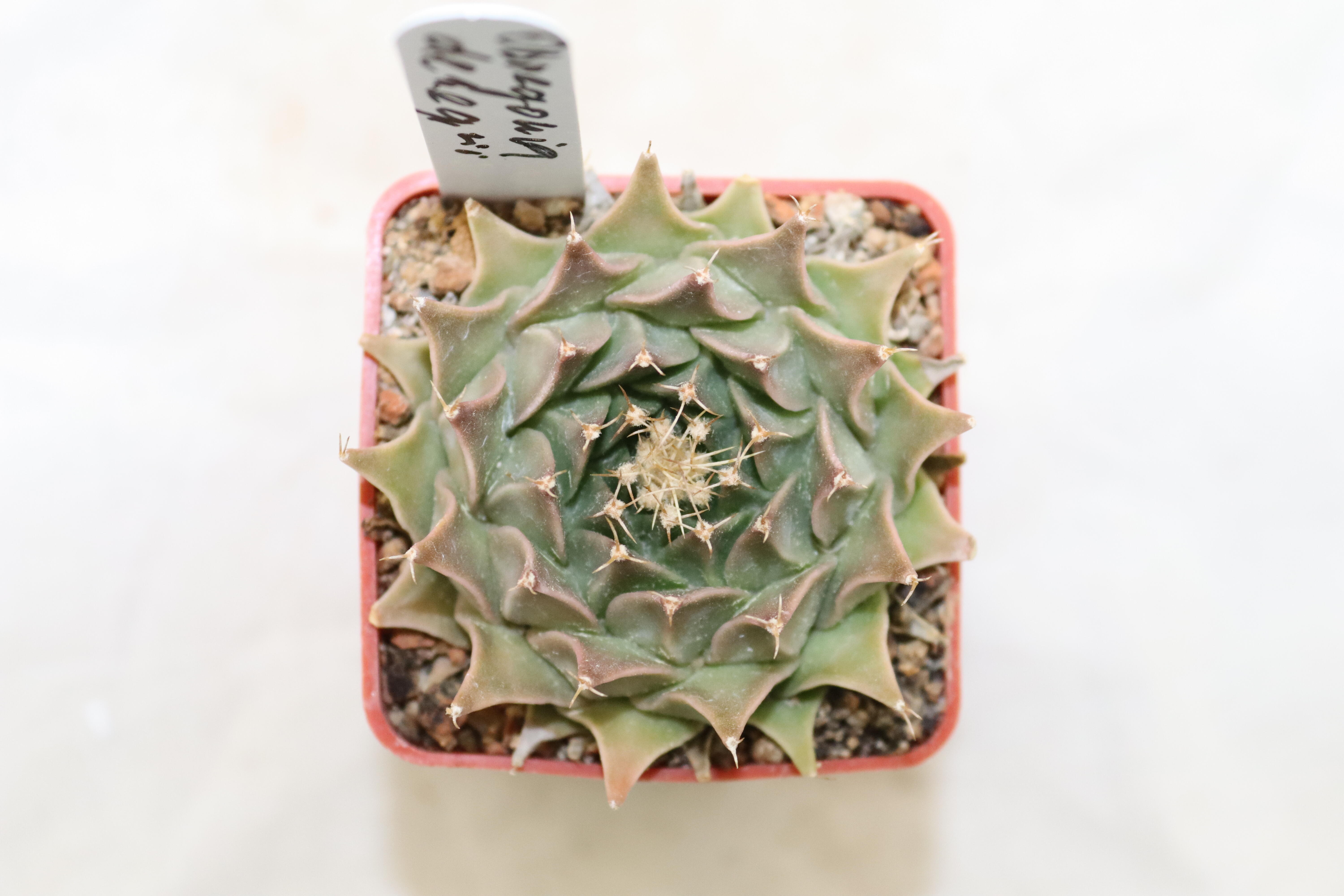 Obregonia denegrii 