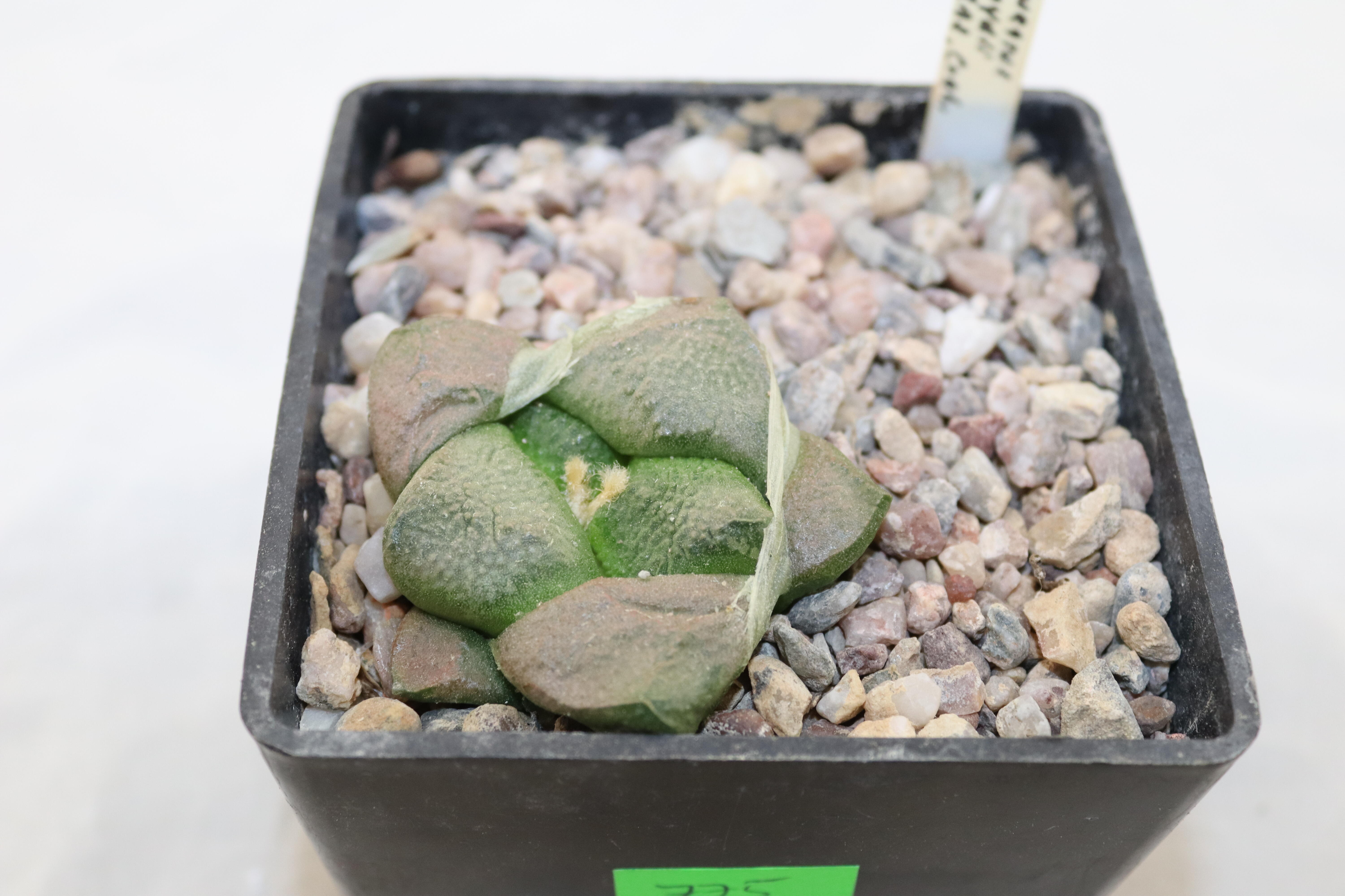 Ariocarpus lloydii (4)