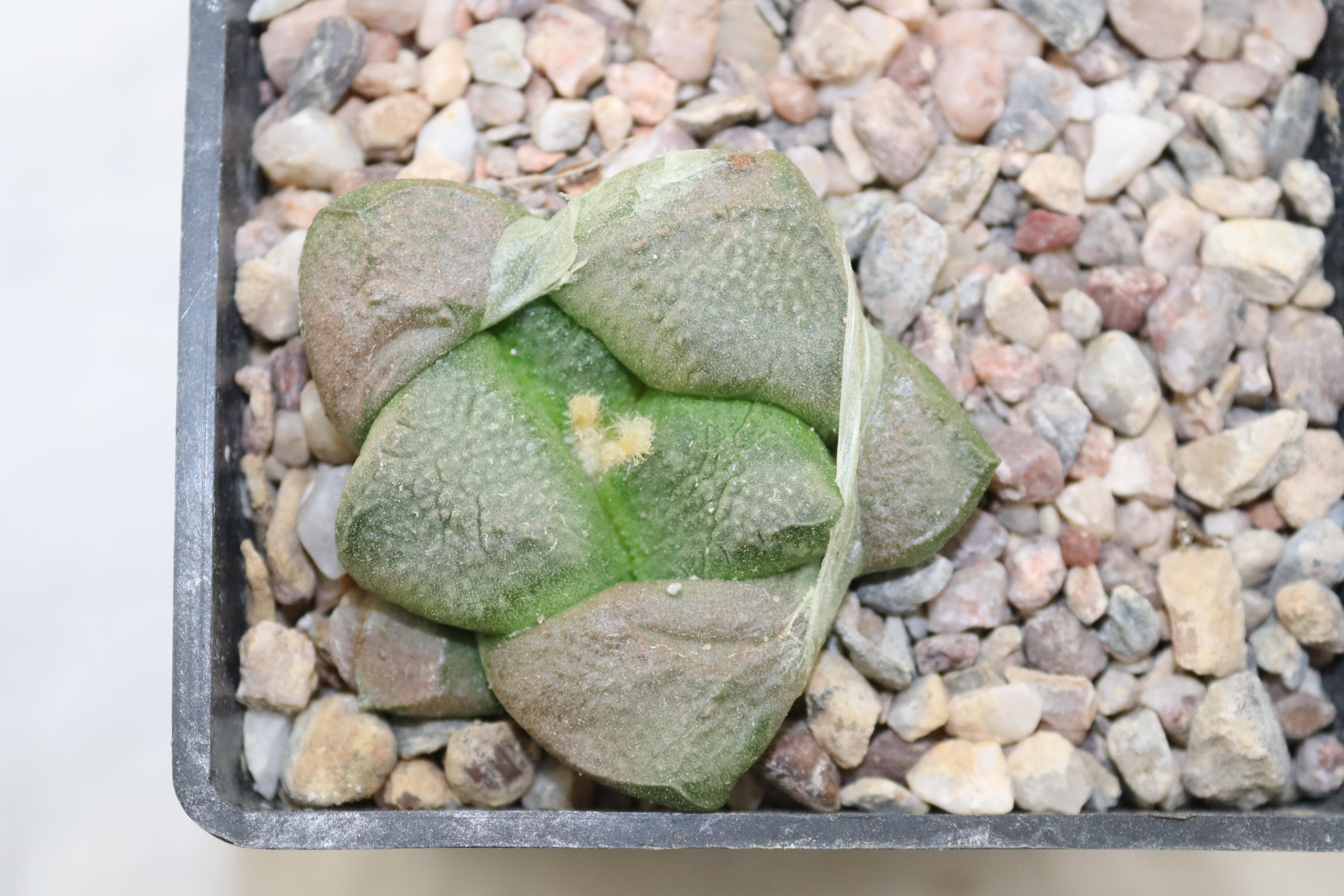 Ariocarpus lloydii