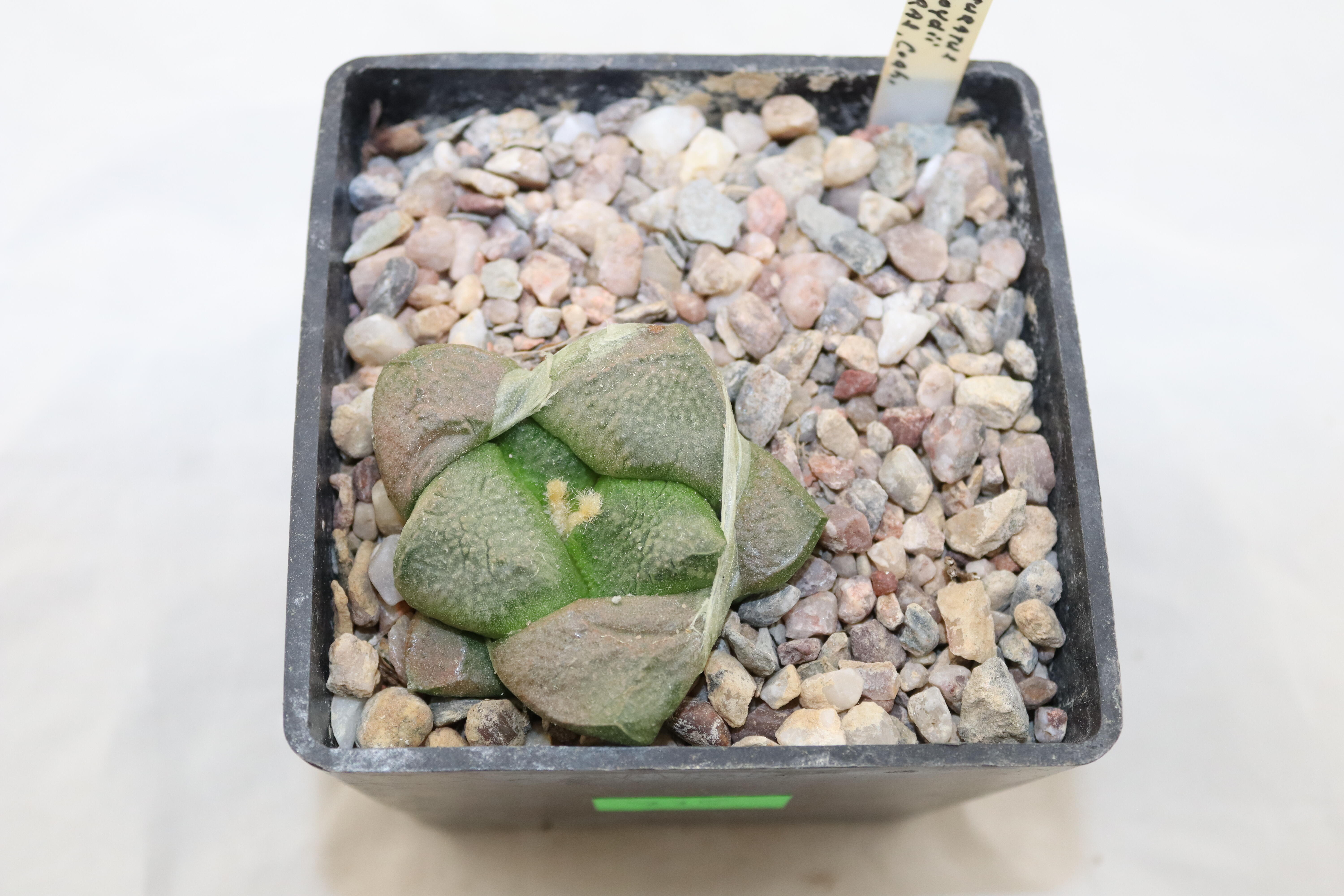 Ariocarpus lloydii (2)