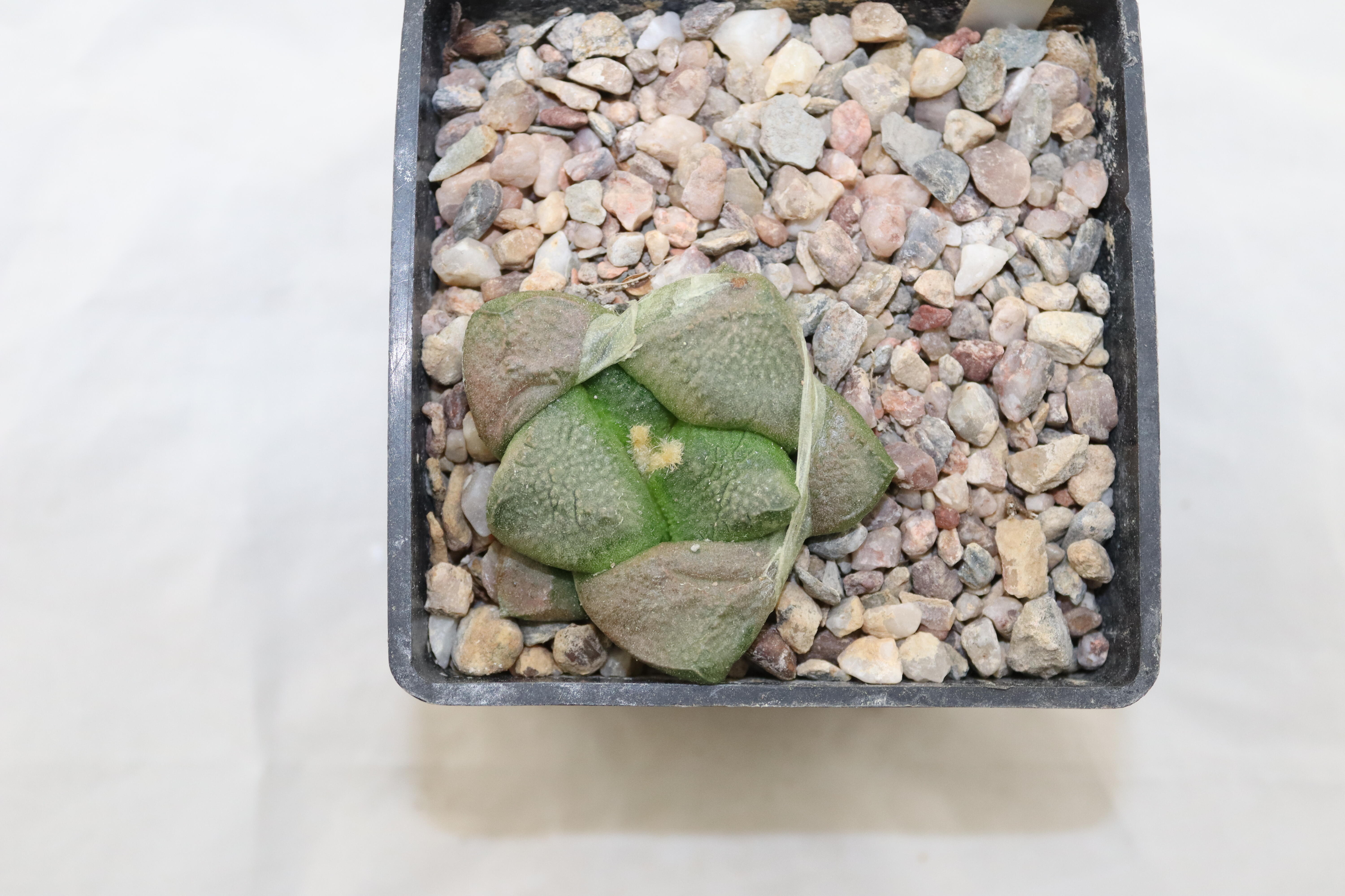 Ariocarpus lloydii (3)