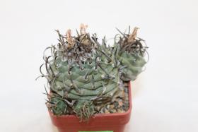 Turbinicarpus klinkerianus 18 Years
