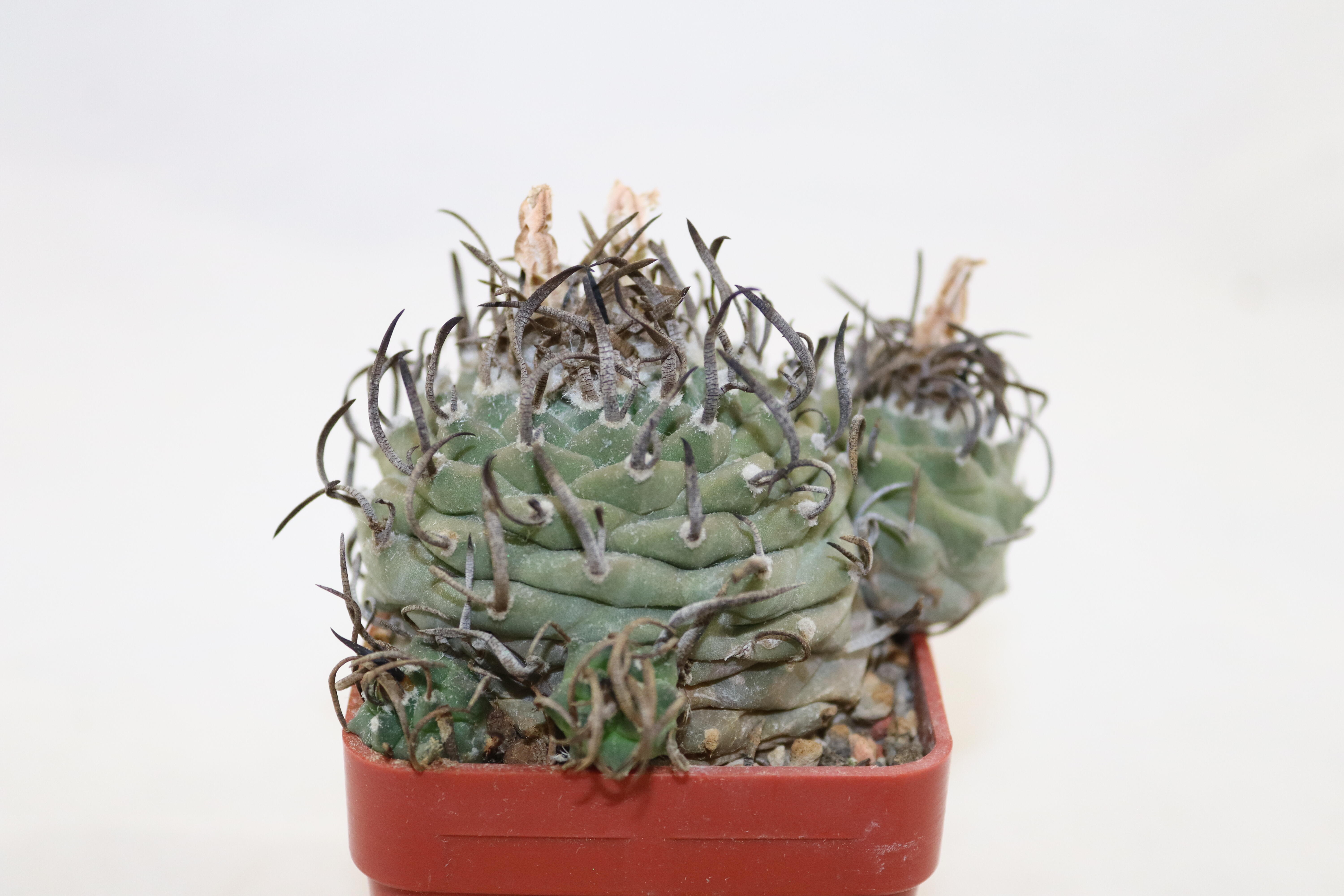 Turbinicarpus klinkerianus 18 Years (2)