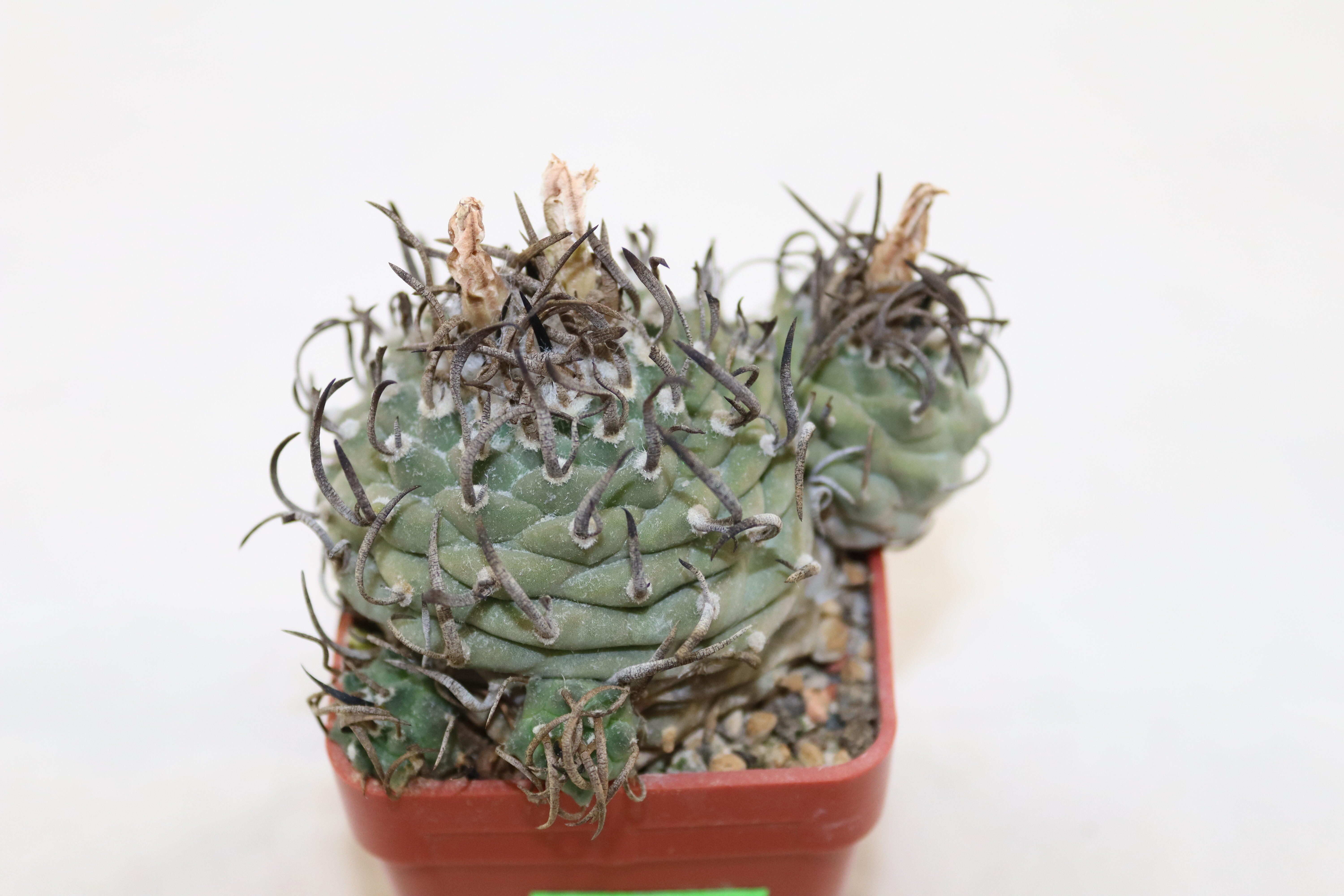 Turbinicarpus klinkerianus 18 Years