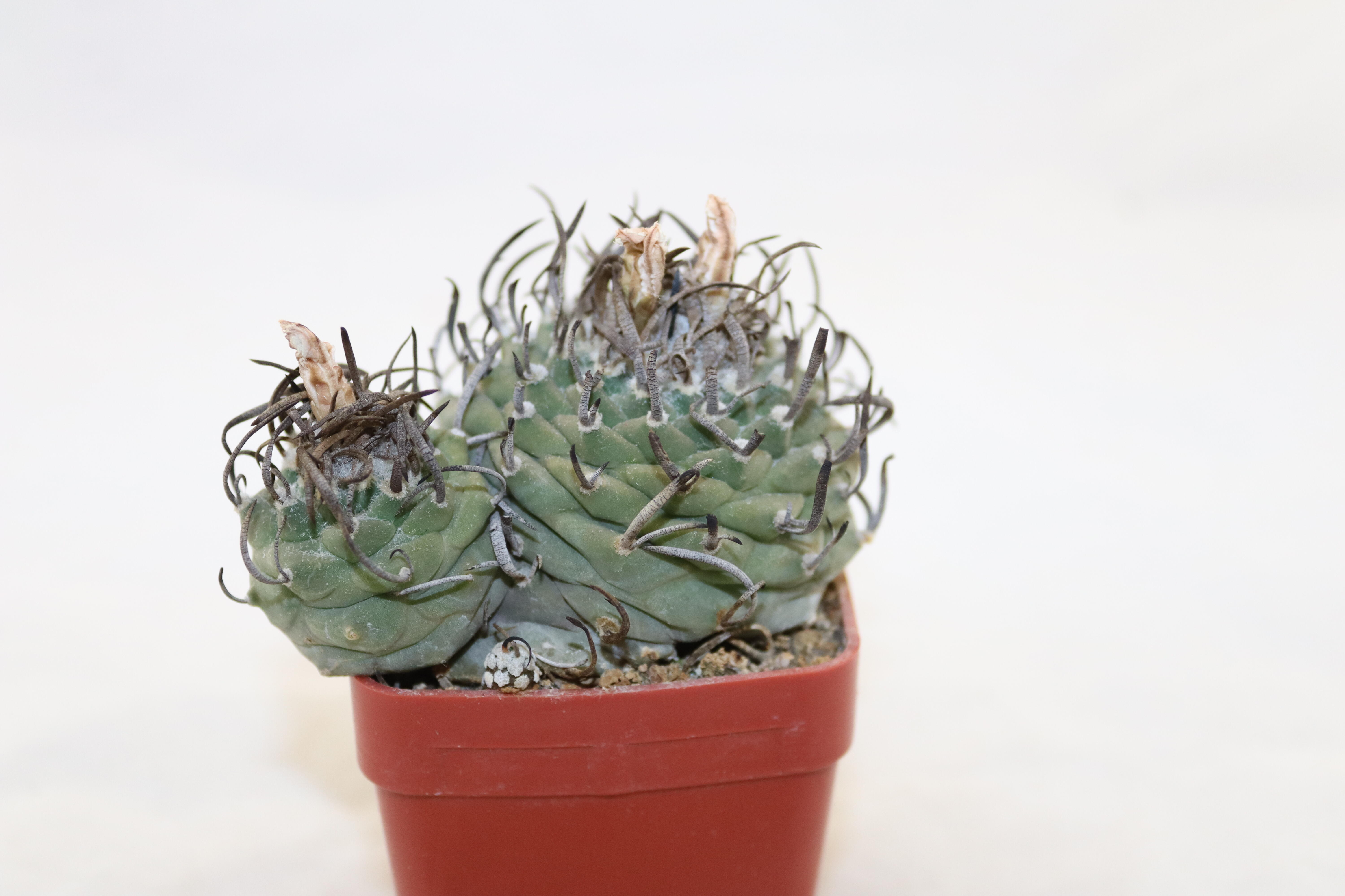 Turbinicarpus klinkerianus 18 Years (4)