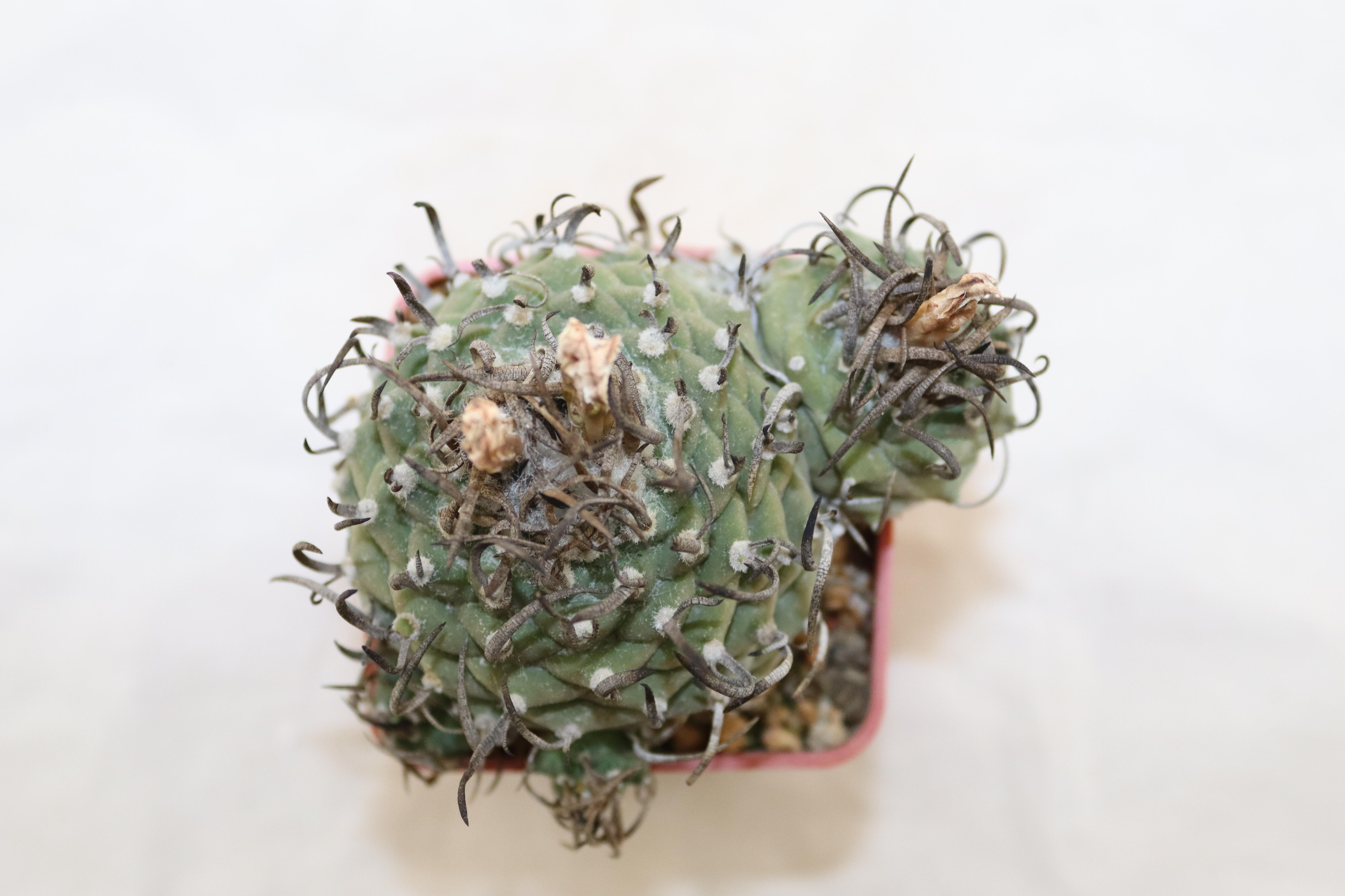 Turbinicarpus klinkerianus 18 Years (5)