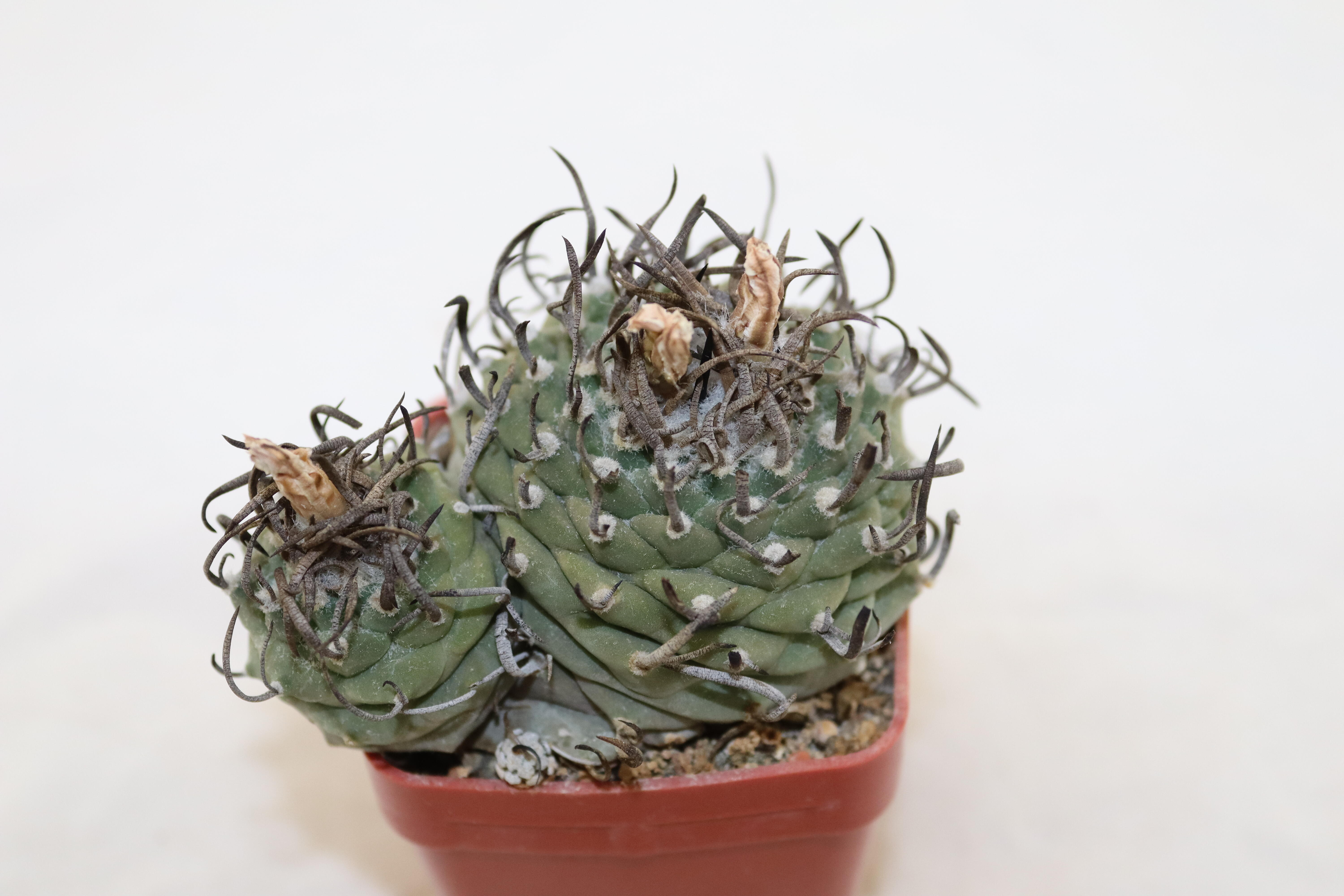 Turbinicarpus klinkerianus 18 Years (3)