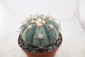 Echinocactus horizonthalonius Penolez 
