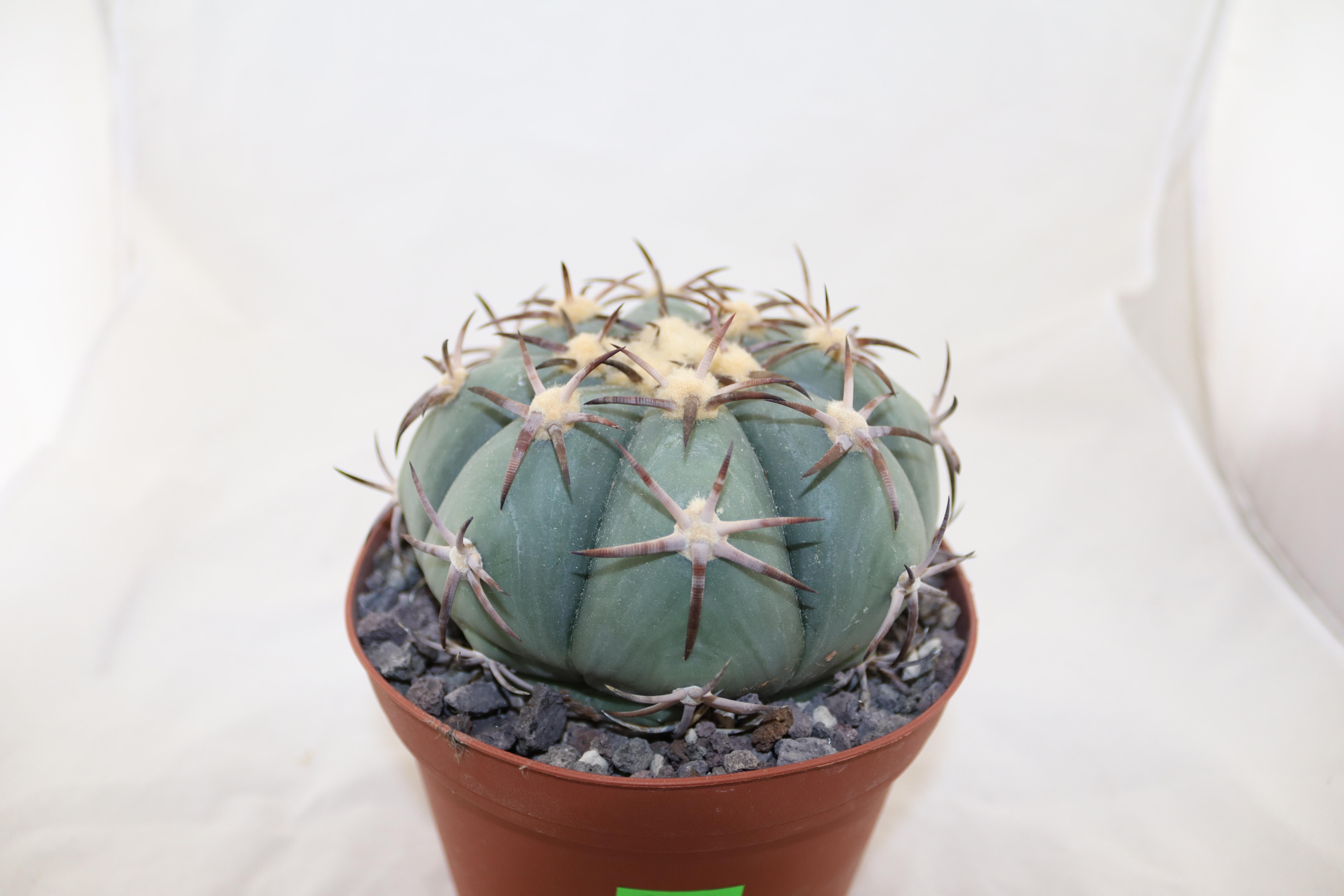 Echinocactus horizonthalonius Penolez  (5)