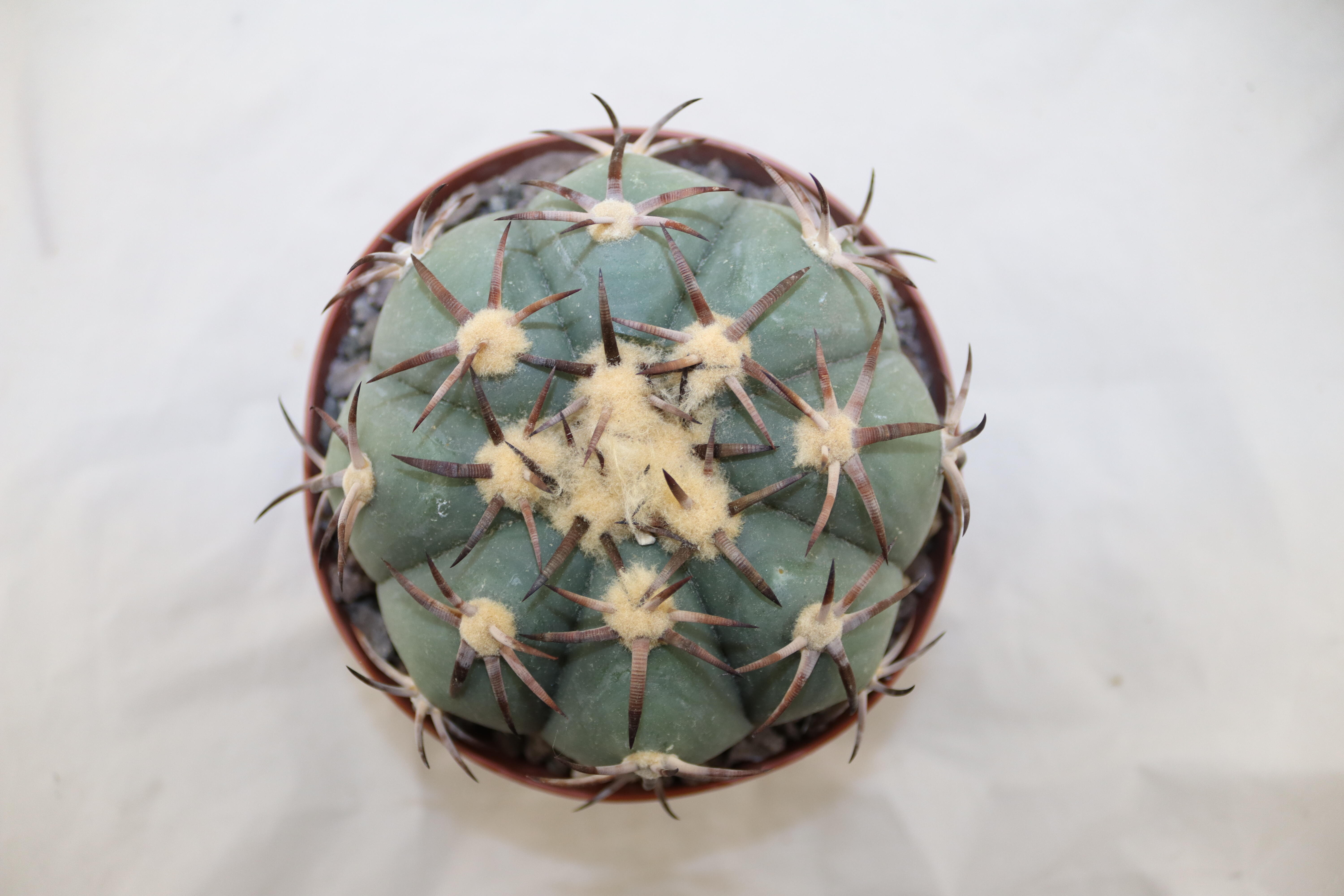 Echinocactus horizonthalonius Penolez  (8)